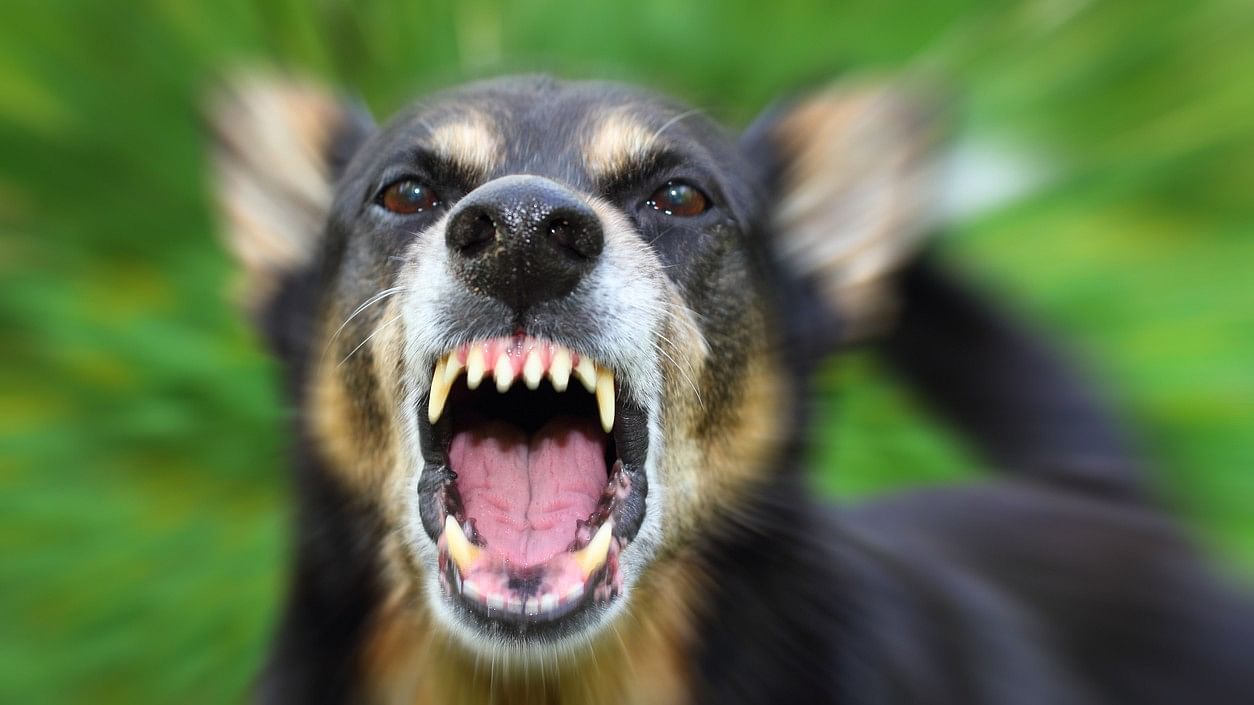 <div class="paragraphs"><p>Representative image of an aggressive dog.</p></div>