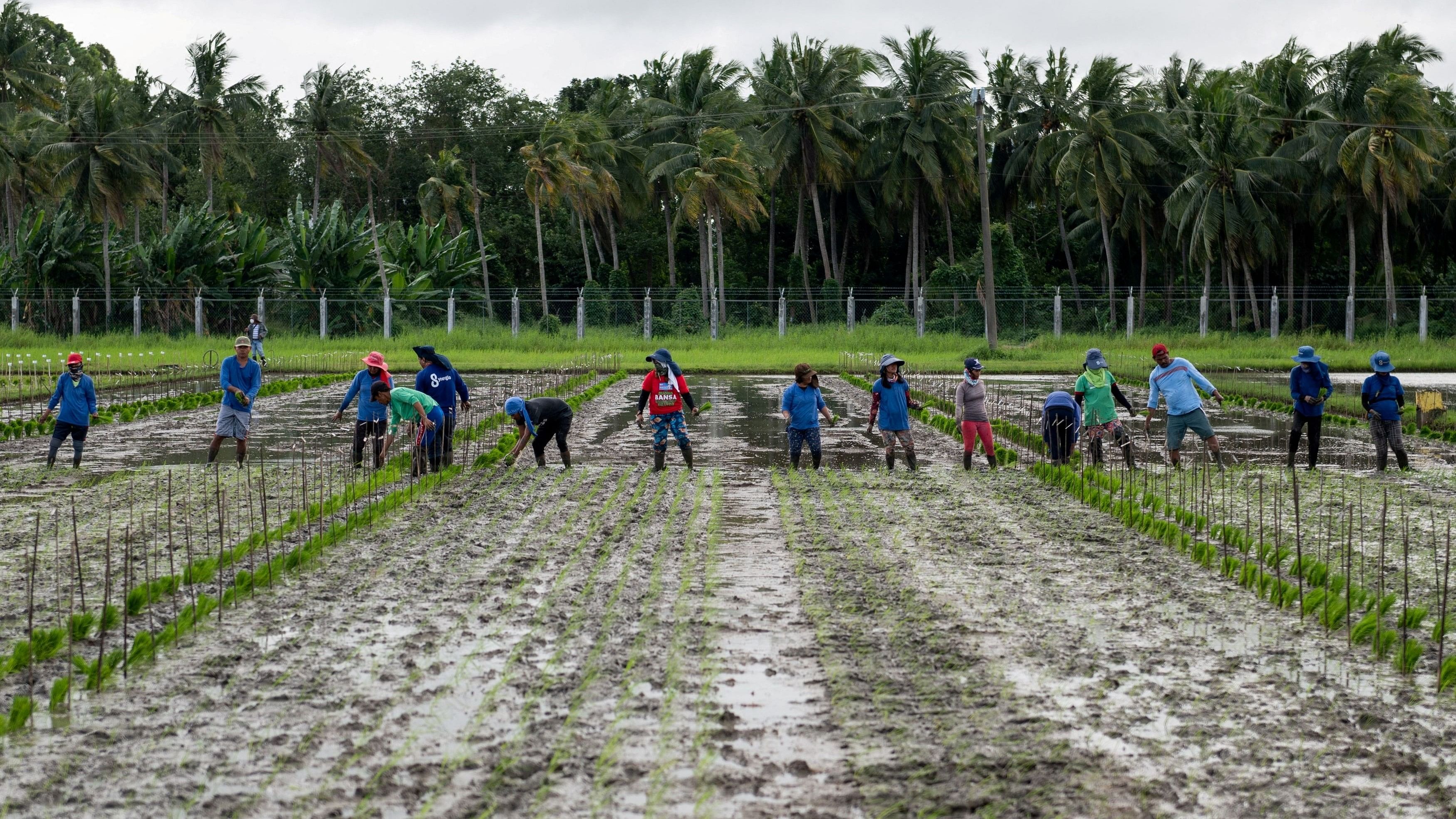 <div class="paragraphs"><p>Representative image of farmers plant rice seedlings.</p></div>