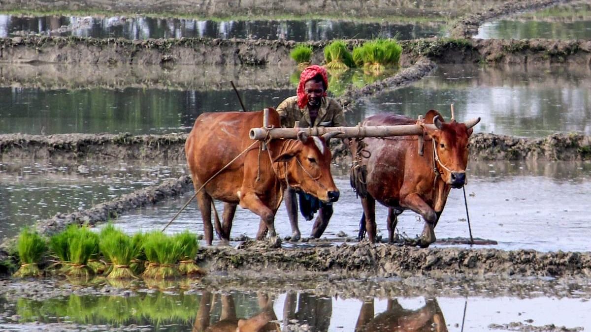 <div class="paragraphs"><p>File photo of a farmer ploughs a paddy field during monsoon season, at a village in Malda district in West bengal.</p></div>