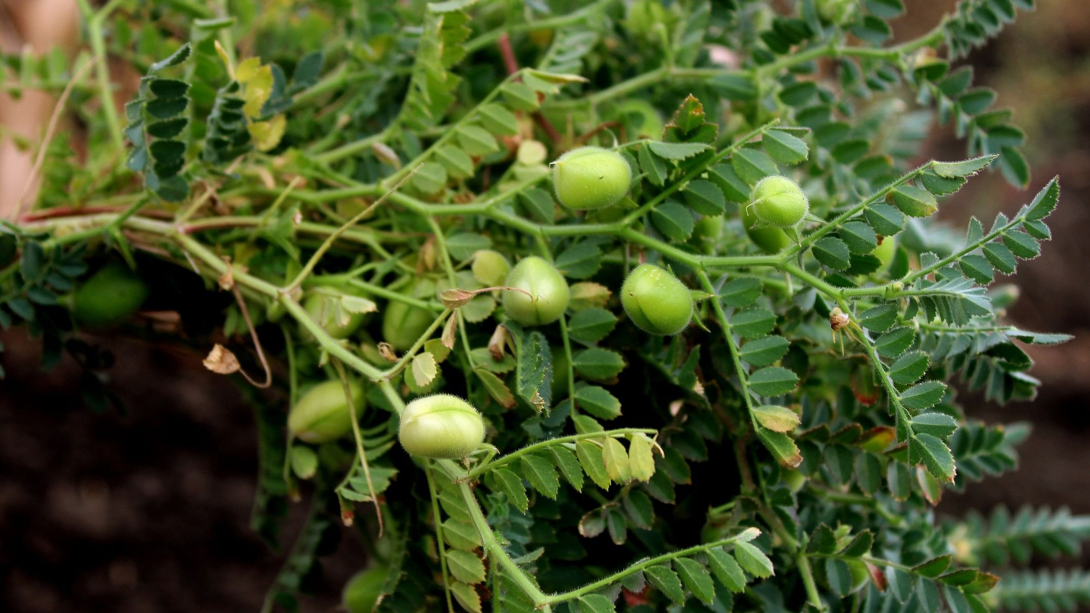 <div class="paragraphs"><p>Leaves&nbsp;and seeds of the chickpea or gram plant.</p></div>