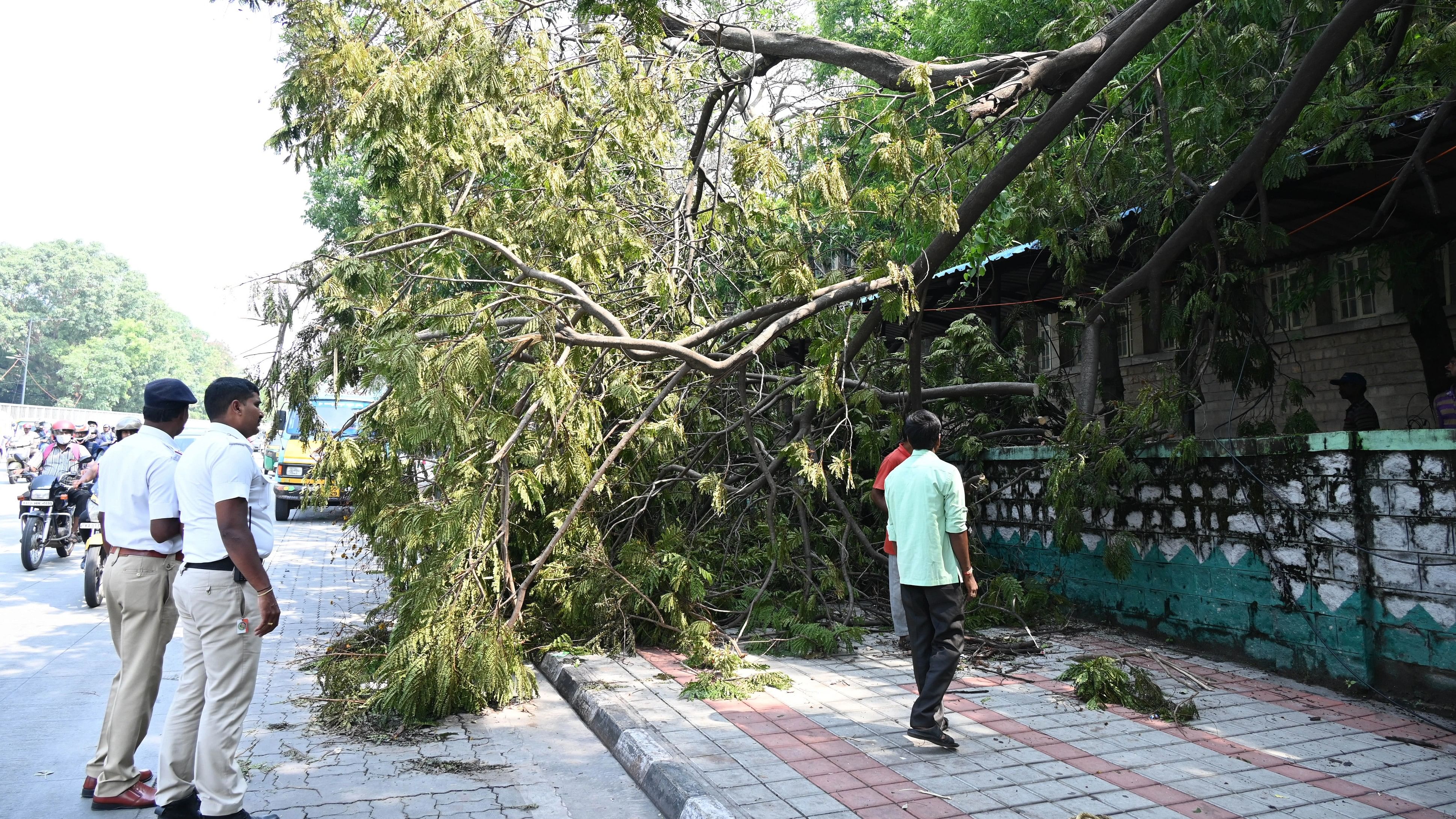 <div class="paragraphs"><p>BBMP forest department clearing a tree in Bengaluru.</p></div>