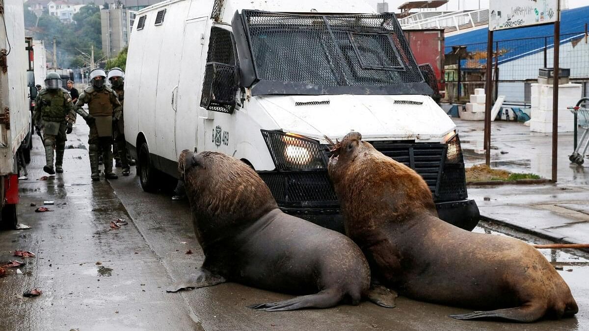 <div class="paragraphs"><p>Sea lions congregate in front of a police car, obstructing the path of riot police during clashes with fishermen in Valparaiso, Chile December 28, 2023. The fishermen are protesting against the government following the repeal of the existing fishing law and the non-payment of promised bonuses. One of the sea lions is eating a fish part that was dumped on the ground by the protesters. </p></div>