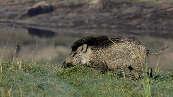 <div class="paragraphs"><p>Representative photo of a wild boar.</p></div>