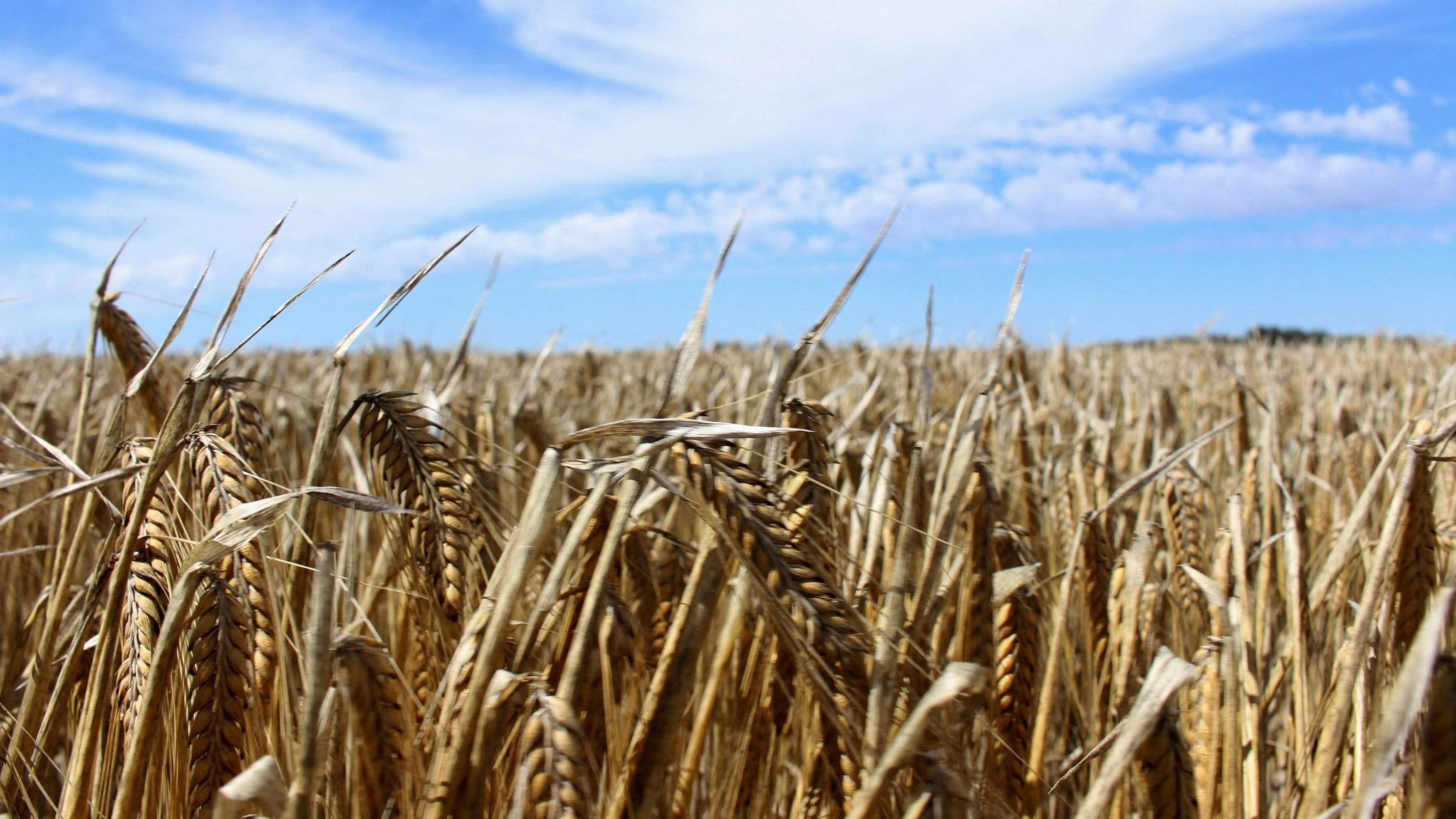 <div class="paragraphs"><p>Representative photo of a barley field.</p></div>