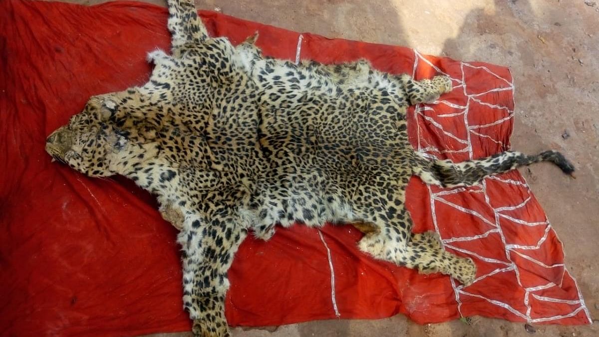 <div class="paragraphs"><p>The leopard skin recovered by the officials. Representative image.</p></div>