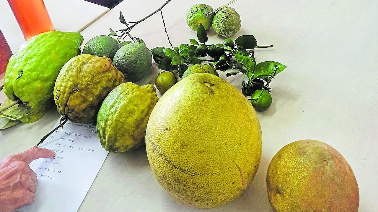 A variety Citrus fruits of the Western Ghats on display at an exhibition held in Sirsi, Uttara Kannada district, recently.