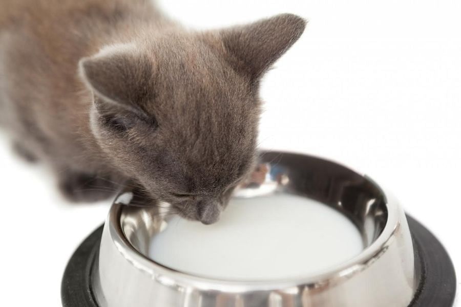 Can kittens outlet drink dog milk