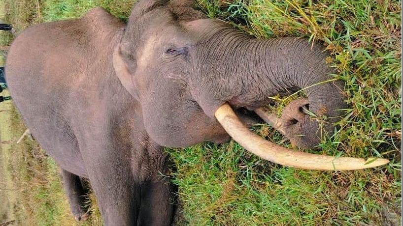 <div class="paragraphs"><p>The tusker that was electrocuted in Periyapatna taluk, Mysuru district.</p></div>