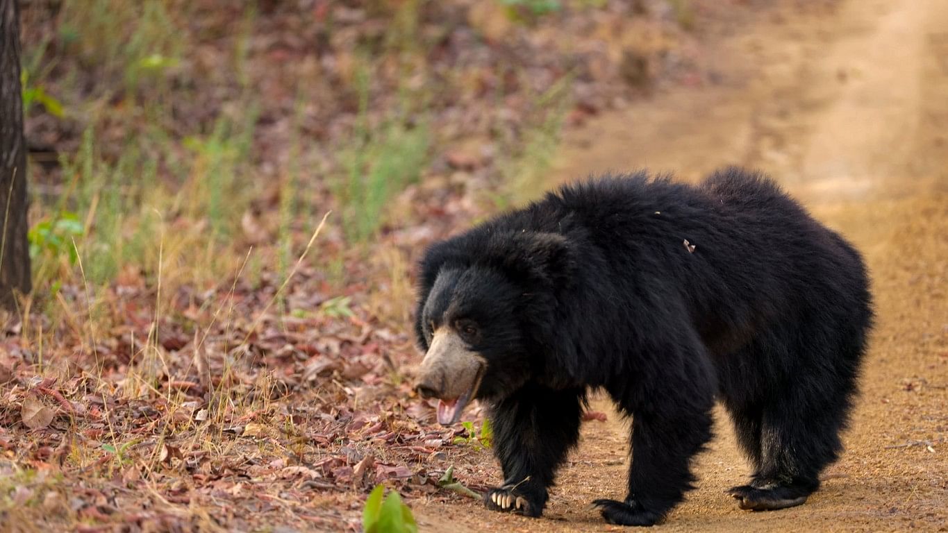 <div class="paragraphs"><p>NGO Wildlife SOS has undertaken a project, with forest department assisting it in fitting GPS device. To date, nine sloth bears have been radio-collared, with the recent one being a male in Gudekote Sloth Bear Sanctuary in Ballari district.&nbsp;</p></div>