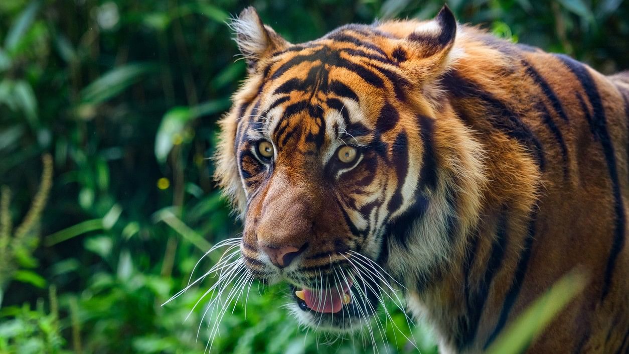 <div class="paragraphs"><p>Representative image showing a tiger.</p></div>