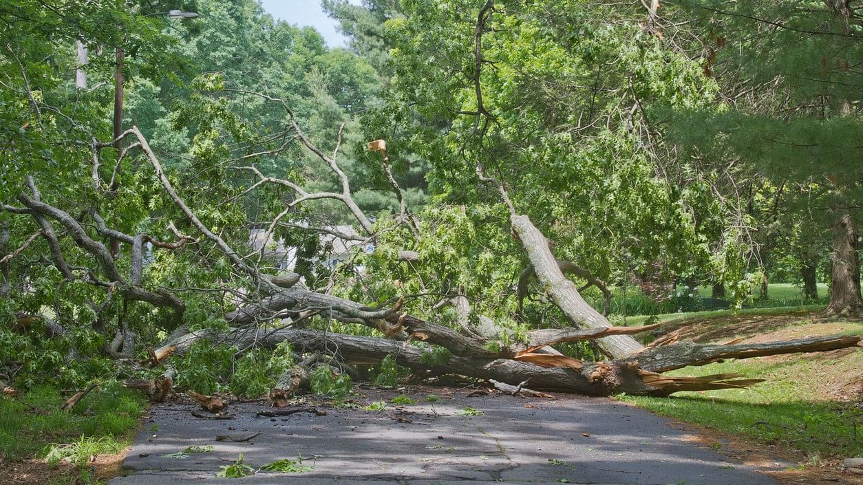 <div class="paragraphs"><p>Representative image of a felled tree</p></div>