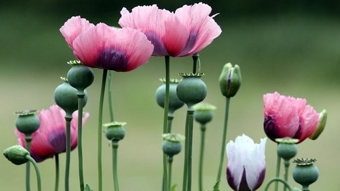 <div class="paragraphs"><p>Representative image of opium poppy.  </p></div>