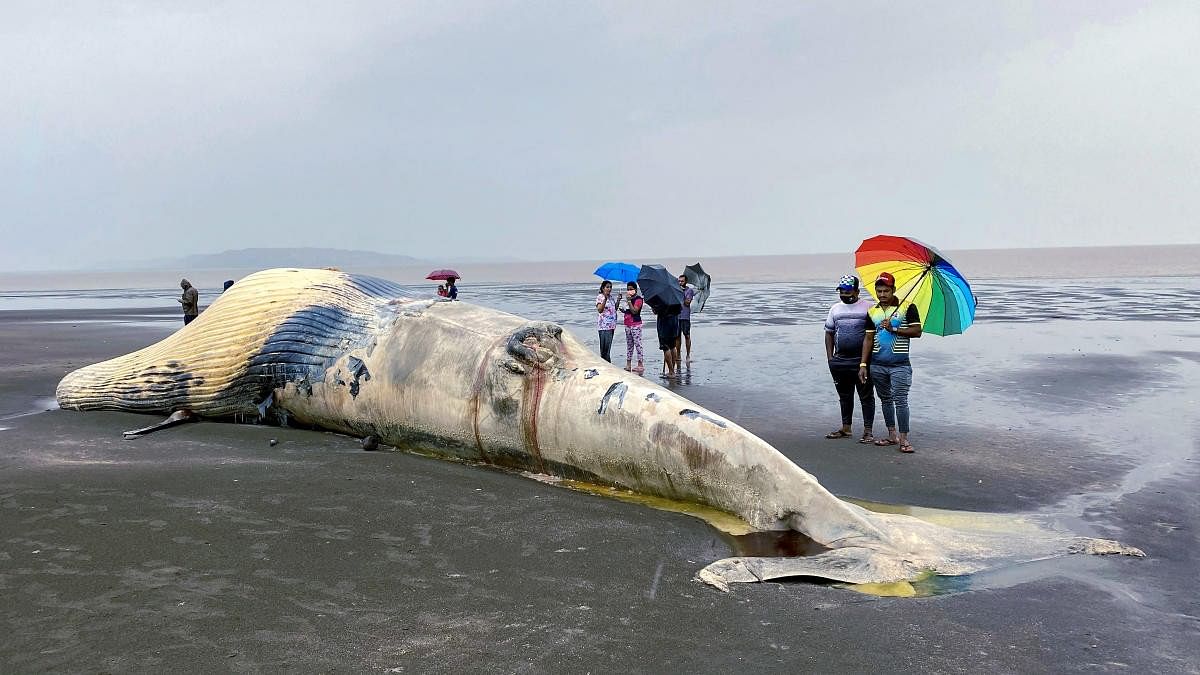 <div class="paragraphs"><p>Dead whale at Vasai beach.</p></div>