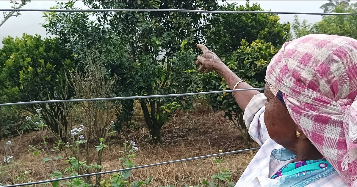 Saffron farming boosts tourism at ‘Kashmir of the south’ in Kerala Saffron farming boosts tourism at ‘Kashmir of the south’ in Kerala