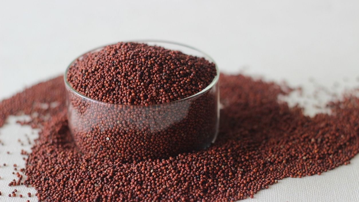 <div class="paragraphs"><p>Representative image showing Ragi.</p></div>