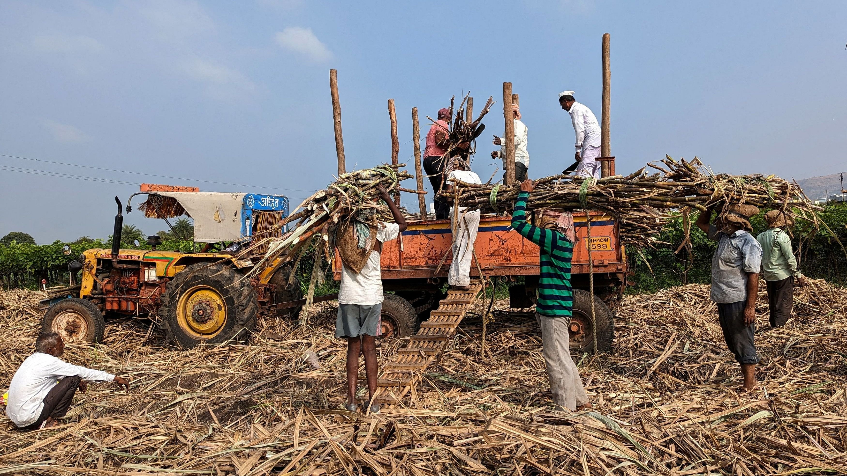 <div class="paragraphs"><p>Sugar mill workers load harvested sugar cane in a tractor trolly in Sangli district, in Maharashtra.</p></div>