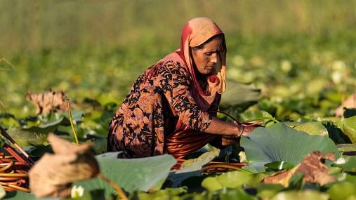 <div class="paragraphs"><p>Representative Image of woman working the fields in Kashmir.&nbsp;</p></div>