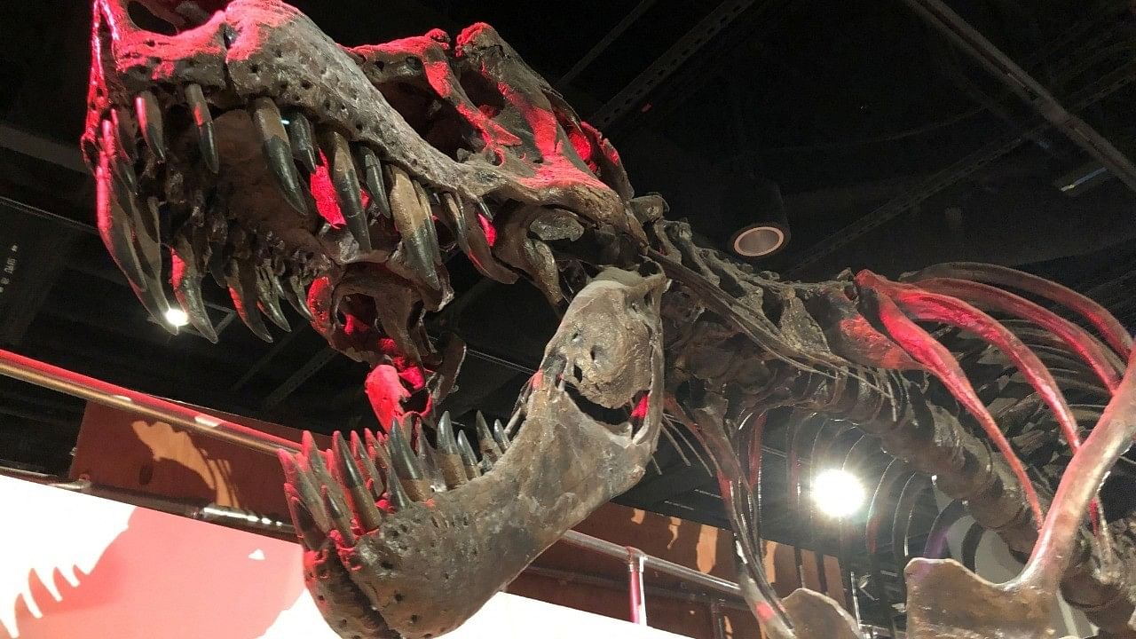 <div class="paragraphs"><p>The skeleton of a Tyrannosaurus rex, the large meat-eating dinosaur that lived in western North America and went extinct 66 million years ago, is displayed at the Smithsonian National Museum of Natural History. </p></div>