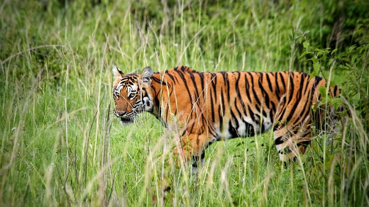 <div class="paragraphs"><p>What may be the reason for this spate of tiger kills in Bandipur?</p></div>