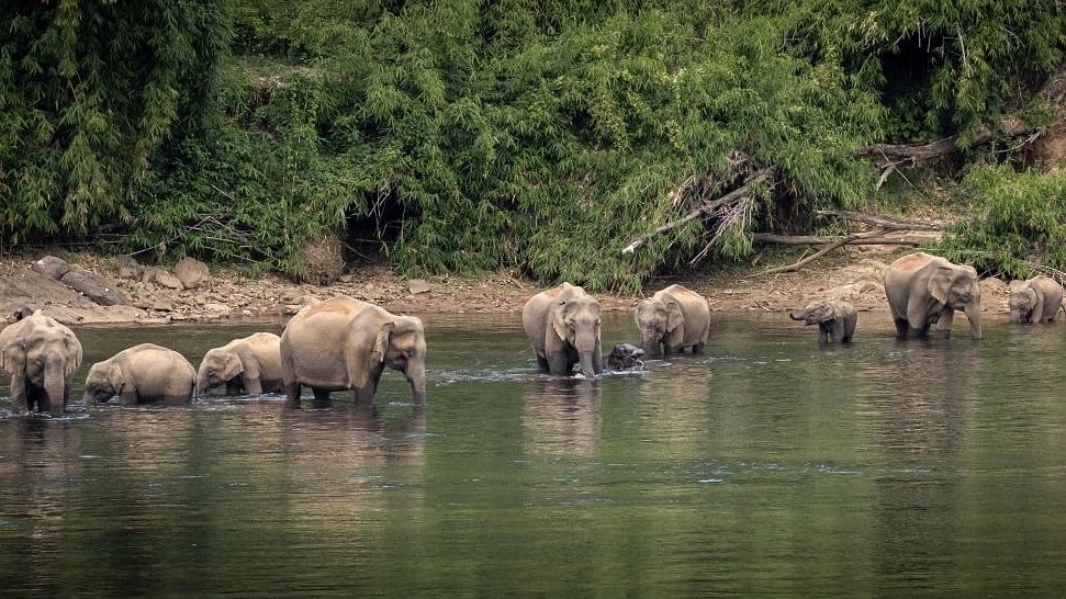 <div class="paragraphs"><p>A herd of wild asian elephants seen in the photo.&nbsp;</p></div>