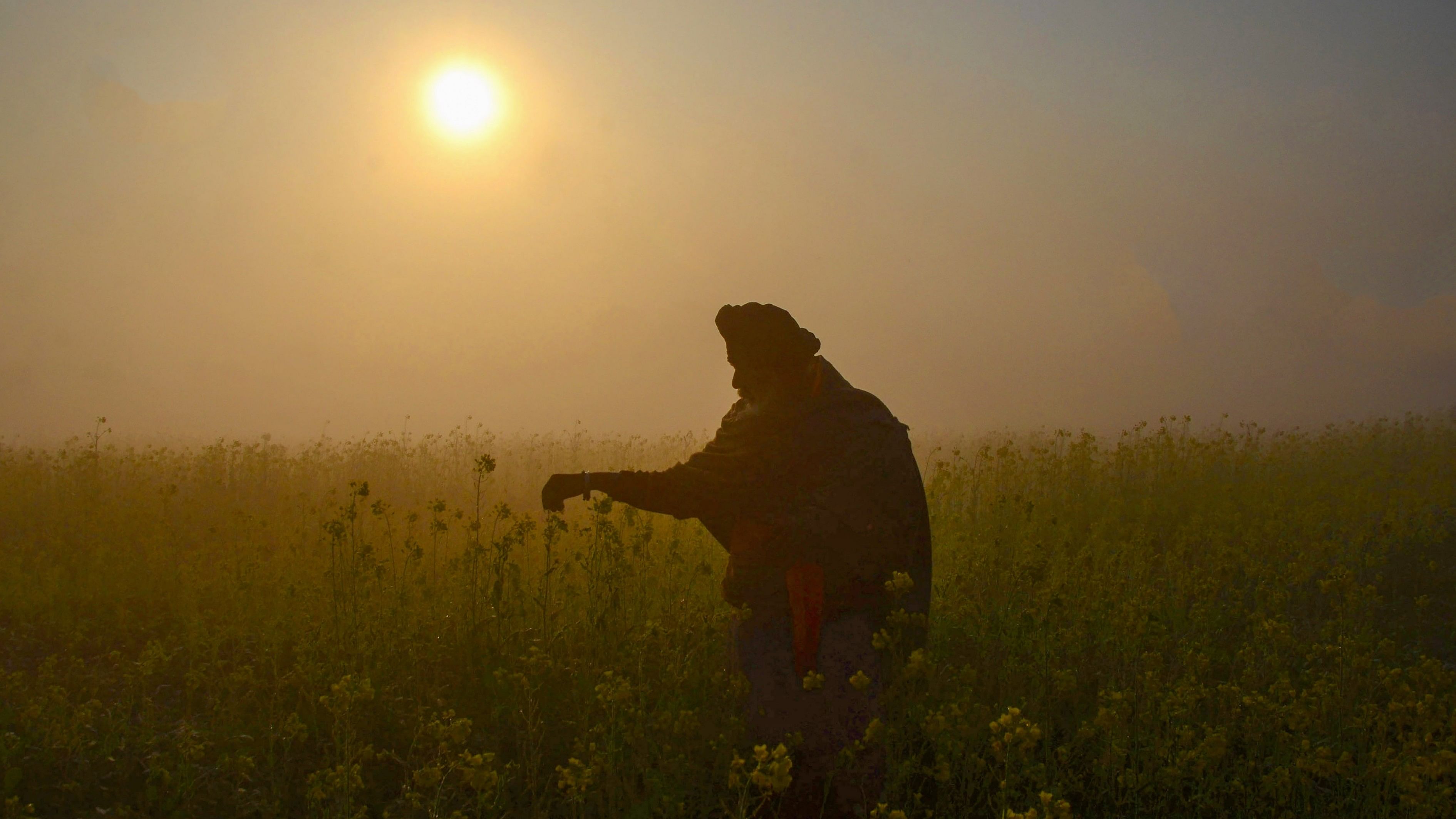 <div class="paragraphs"><p>A farmer in his mustard field during a foggy winter morning, on the outskirts of Amritsar.&nbsp;</p></div>