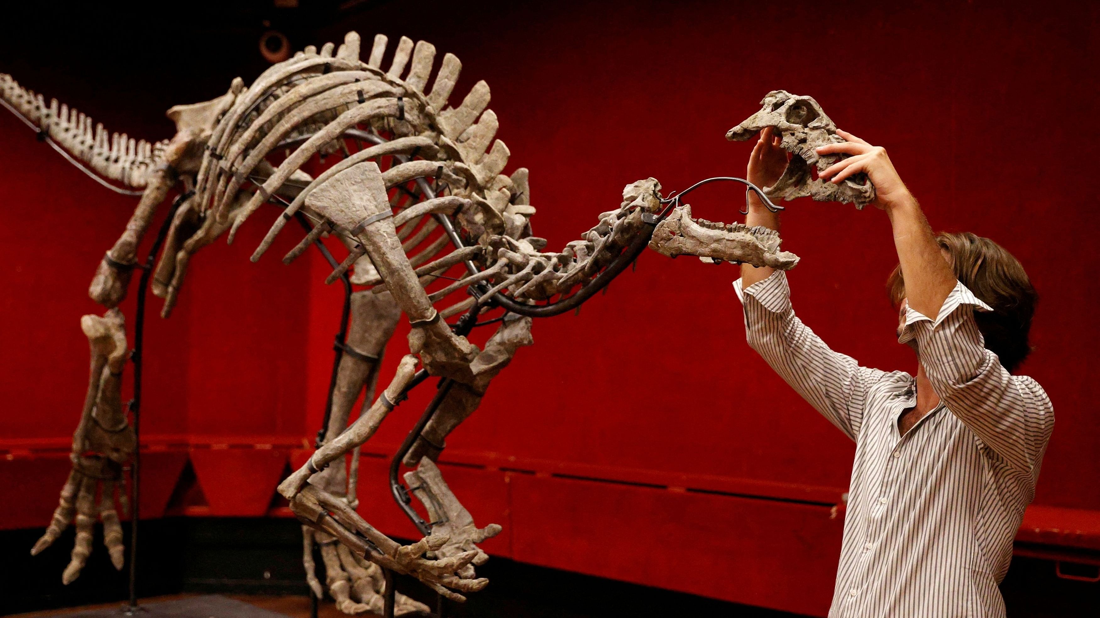 <div class="paragraphs"><p>A skeleton of an adult dinosaur.</p></div>