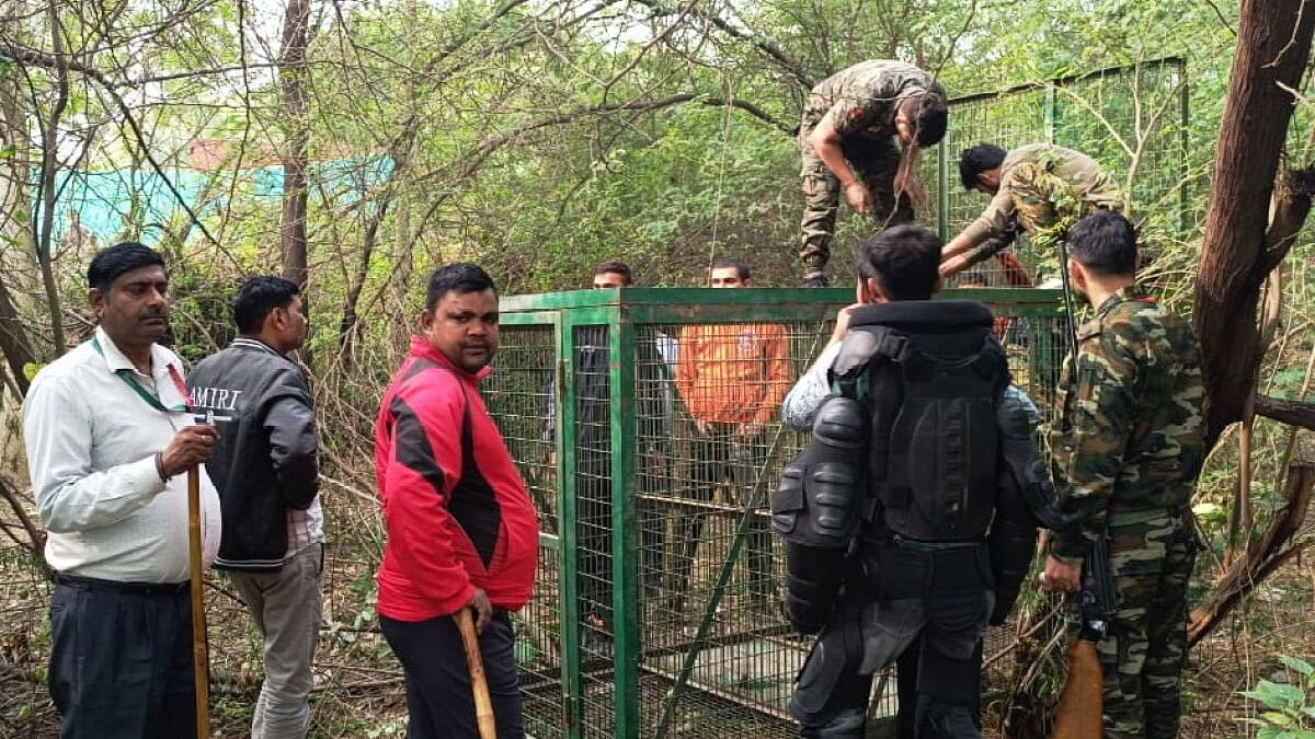 <div class="paragraphs"><p>Forest department officials set up a cage after a leopard was spotted at Sainik Farm area, in New Delhi.</p></div>