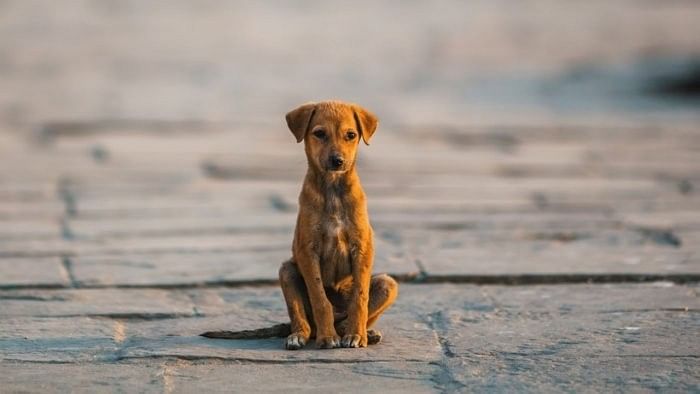 <div class="paragraphs"><p>Representative Image of a puppy. </p></div>