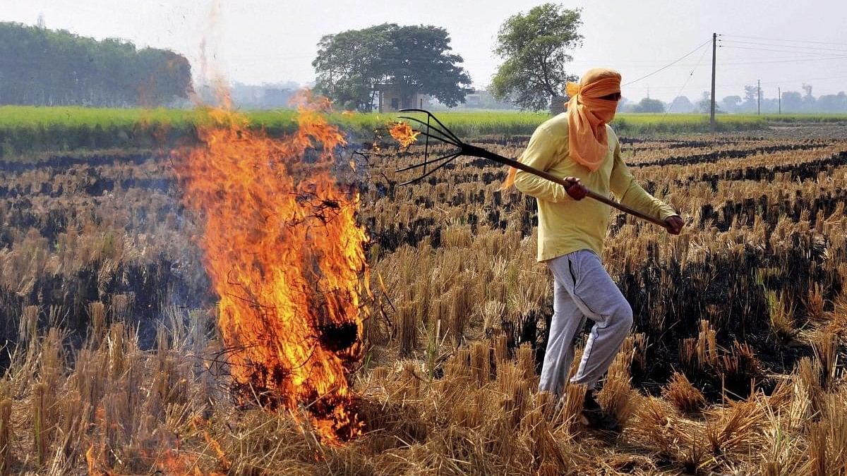 <div class="paragraphs"><p>Despite a ban on stubble burning, farmers in the states of Punjab and Haryana are still burning paddy stubble before they grow the next crop. </p></div>