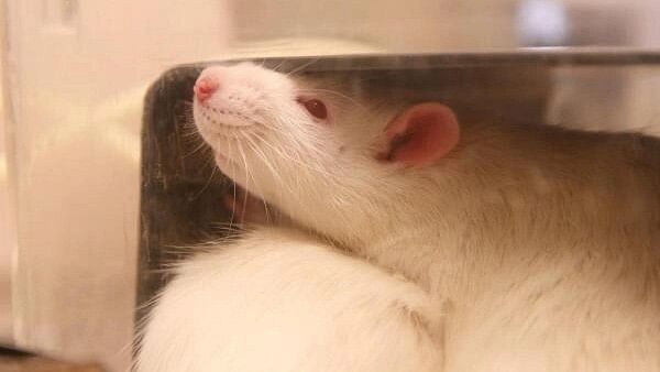 <div class="paragraphs"><p>A rat rests in a cage in a laboratory at&nbsp;Lund University.</p></div>