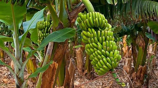 <div class="paragraphs"><p>Representative Image of Bananas.</p></div>