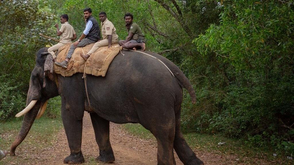 <div class="paragraphs"><p>One of the last photos of Arjuna with&nbsp;Nagarahole Tiger Reserve veterinarian Dr H Ramesha, its mahout Vinu, mahout of 'Karnataka Bheema' Gundu and forest department employee Anila, before they left for the operation on December 4. </p></div>