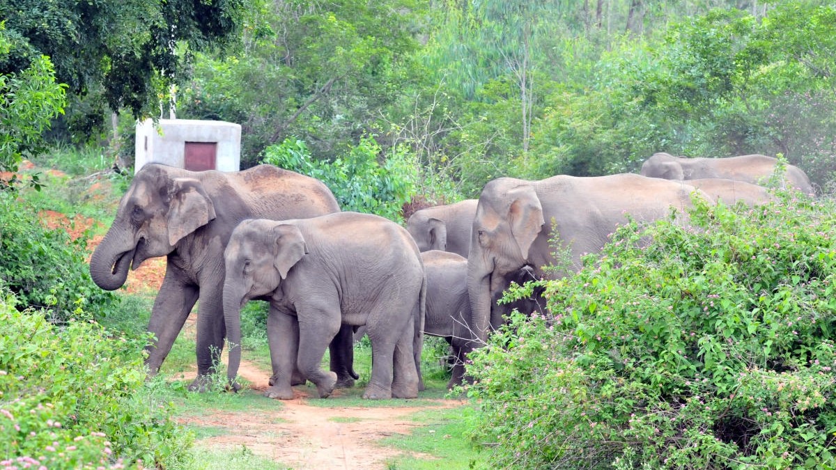 <div class="paragraphs"><p>File photo of wild elephants. </p></div>