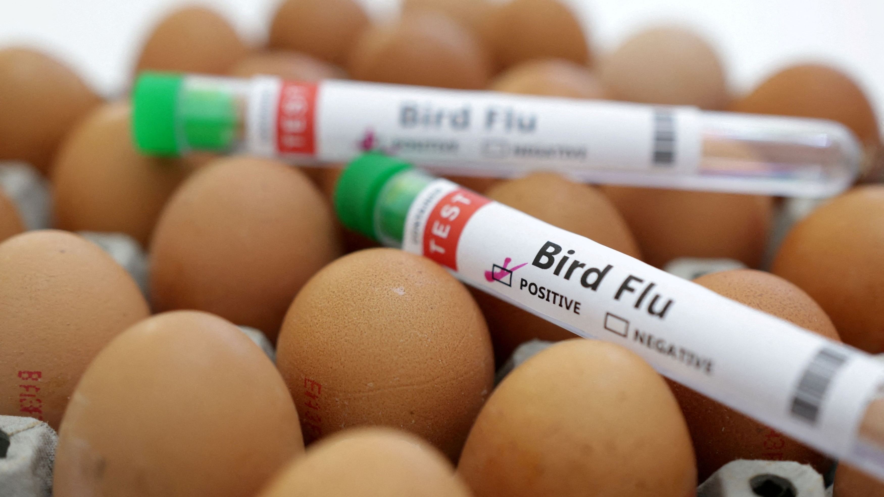 <div class="paragraphs"><p>Test tubes labelled "Bird Flu" and eggs are seen in this picture illustration.</p></div>