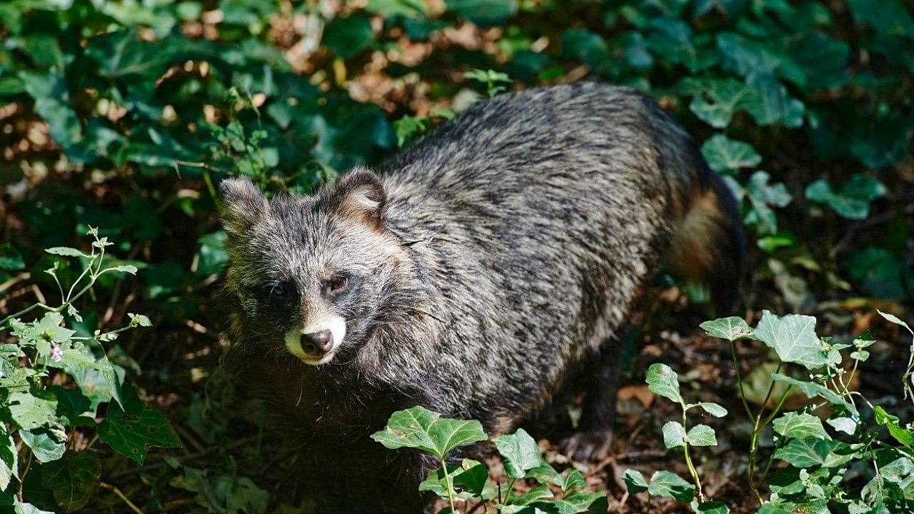 <div class="paragraphs"><p>Representative image of a racoon.</p></div>