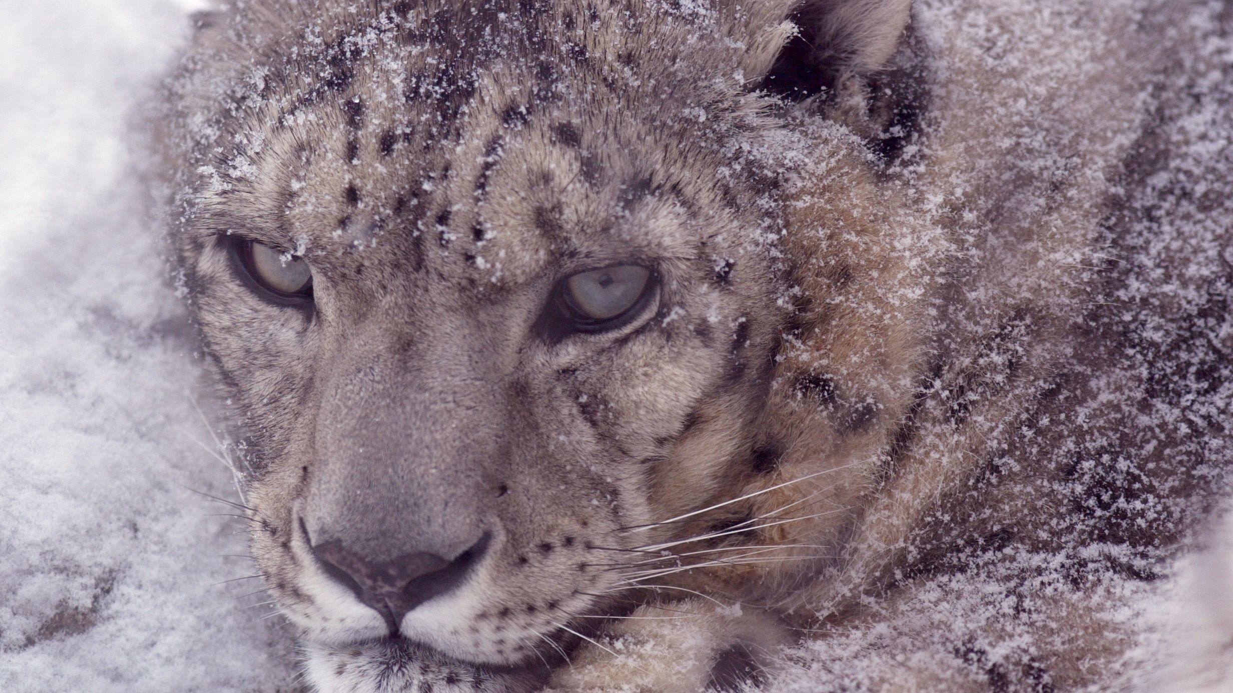 <div class="paragraphs"><p>Representative image showing a snow leopard.</p></div>