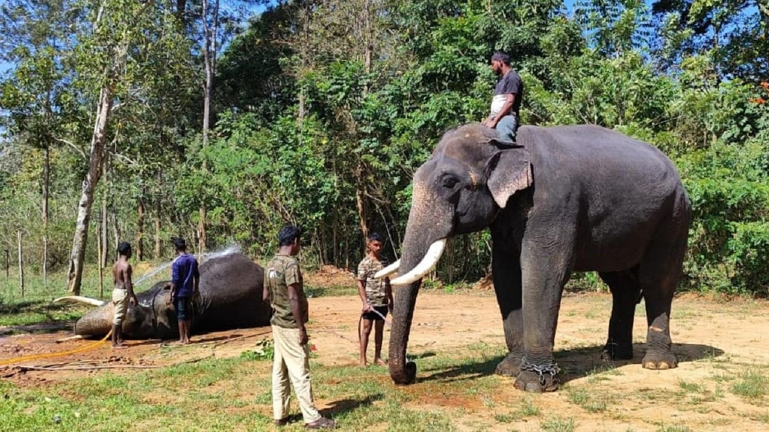 <div class="paragraphs"><p>Mahouts attend to a tamed elephant at Bikkodu Elephant Camp in Belur taluk in Hassan district. </p></div>