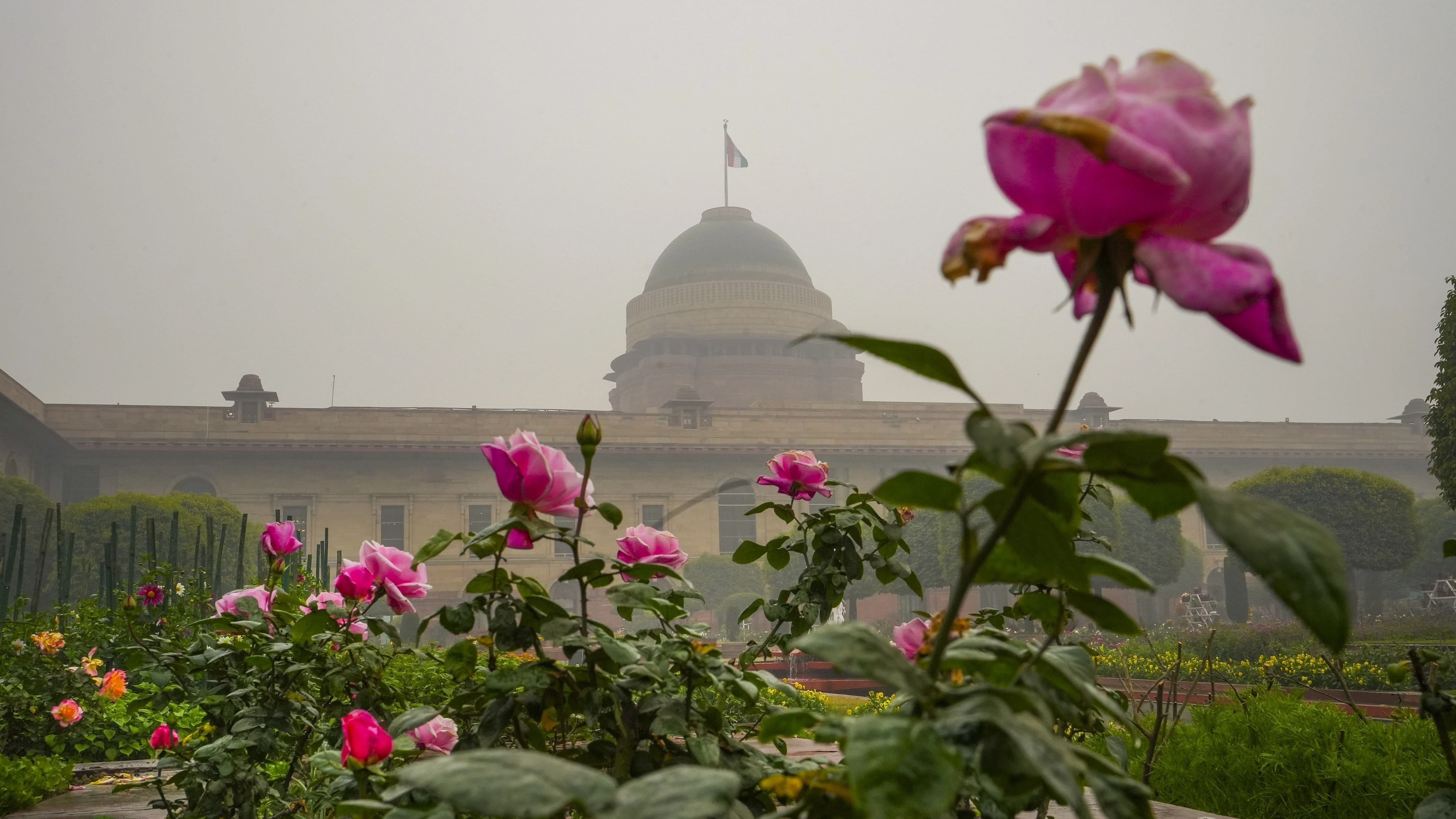 <div class="paragraphs"><p>Flowers in bloom at Amrit Udyan on the premises of the Rashtrapati Bhavan, during a media preview, in New Delhi, Wednesday, January 31, 2024. </p></div>