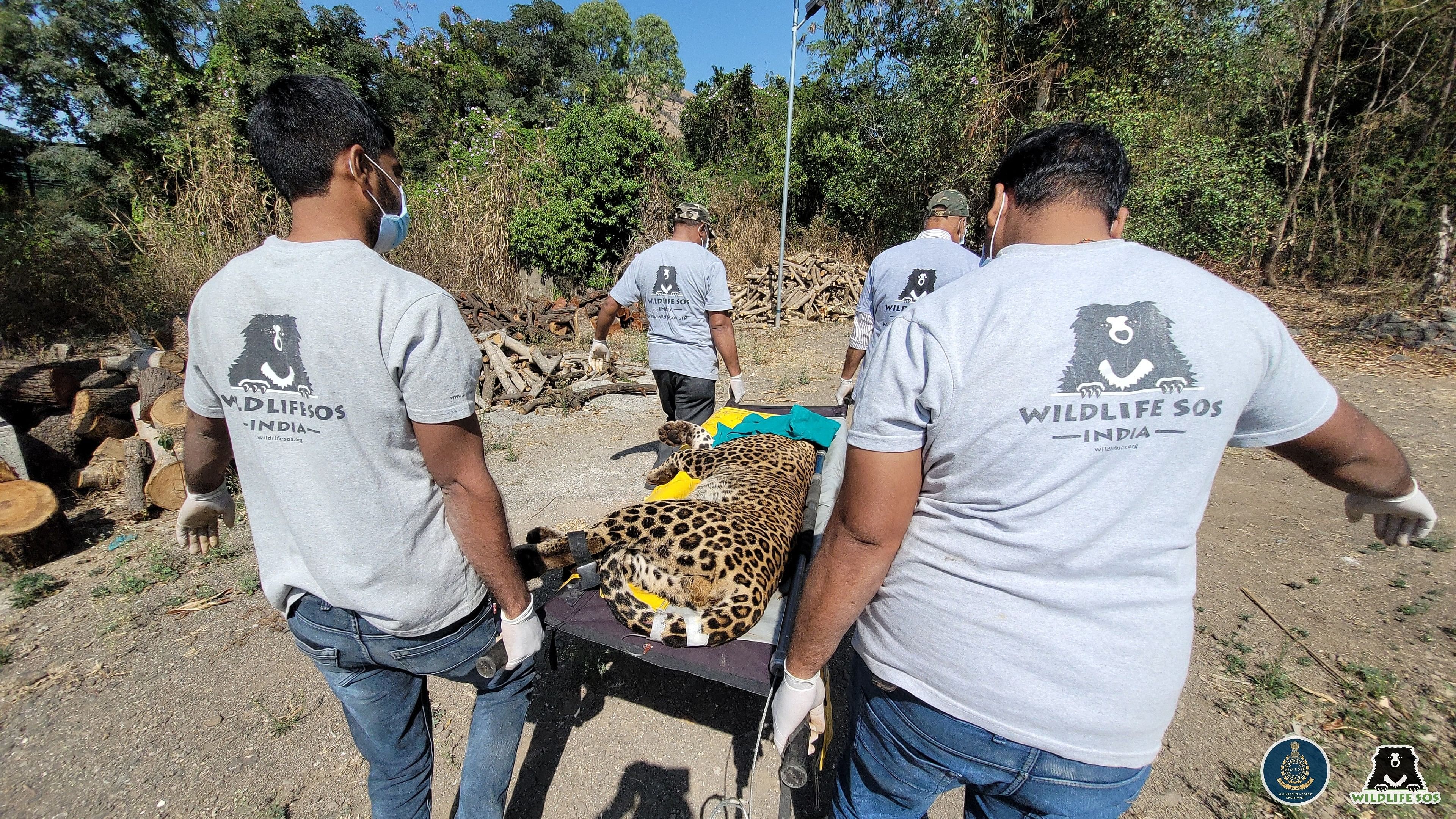 <div class="paragraphs"><p>The leopard being taken to the Manikdoh Leopard Rescue Centre in Junnar for immediate care.</p></div>