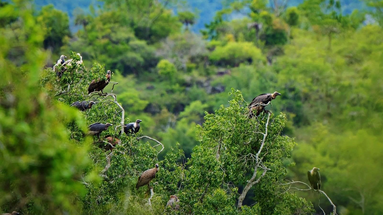 <div class="paragraphs"><p>Vultures sitting on a tree.</p></div>