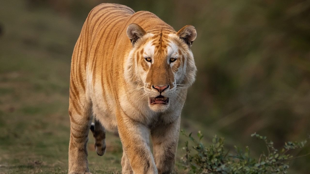 <div class="paragraphs"><p>The photo of the Golden Tiger captured on camera in Assam.&nbsp;</p></div>