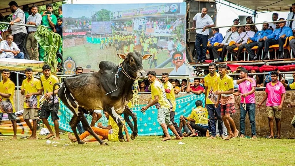 <div class="paragraphs"><p>Jallikattu is one of the ancient sports played as part of Tamil harvest festival, Pongal, in major parts of Tamil Nadu.</p></div>