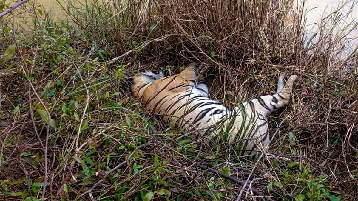 <div class="paragraphs"><p>Representative image of dead tiger after  a territorial fight.</p></div>