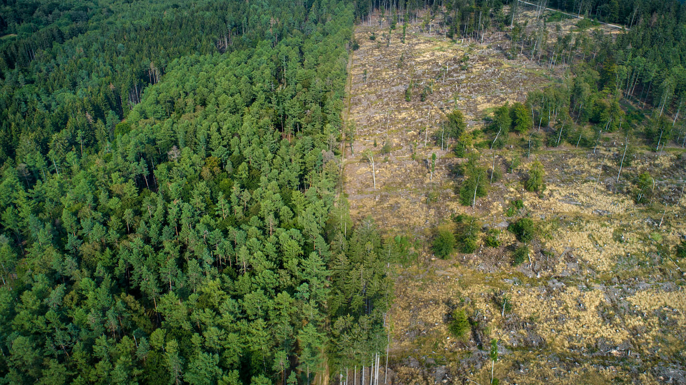 <div class="paragraphs"><p>Deforestation representative image</p></div>