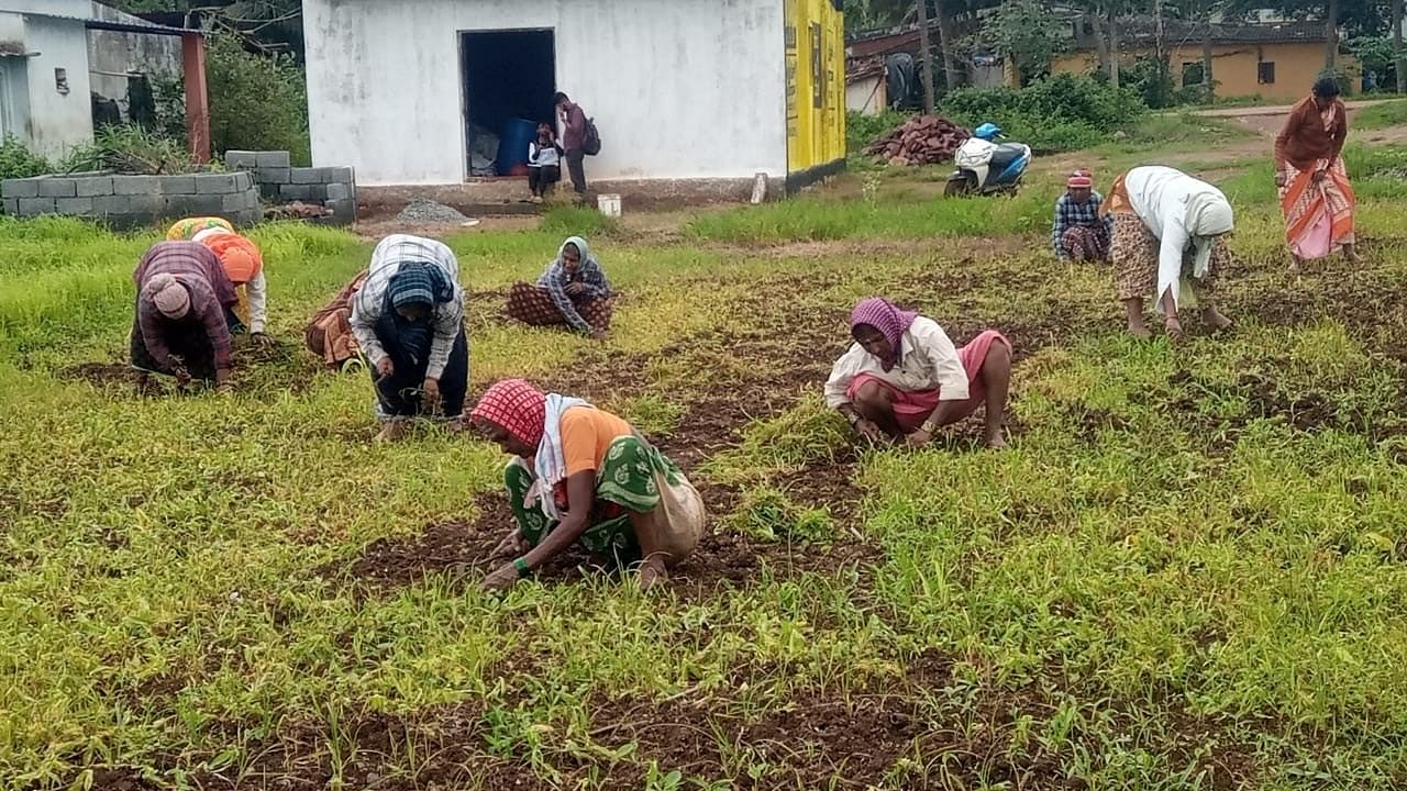 <div class="paragraphs"><p>‘Sri Vinayaka Mahila Stree Shakti Sangha’, has revived 77 nearly forgotten varieties of ragi.</p></div>