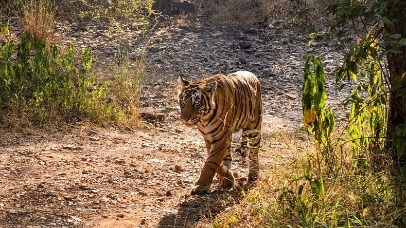 <div class="paragraphs"><p>Representative image of a tigress in the wild.&nbsp;</p></div>