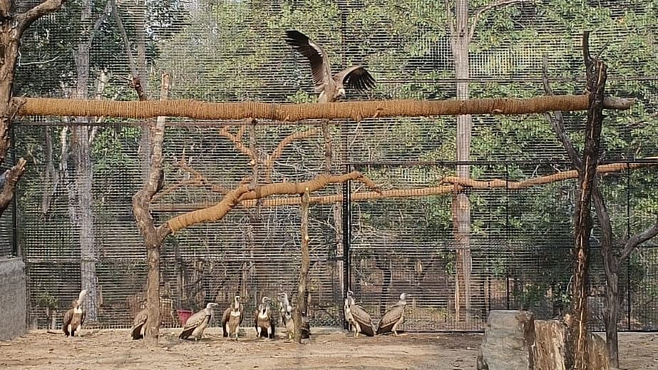 <div class="paragraphs"><p>As many as 20 vultures, which were brought from Vulture Conservation Breeding Centre (VCBC) in Pinjore in Haryana, were released  in Pench and Tadoba tiger reserves in the Vidarbha region of Maharashtra</p></div>