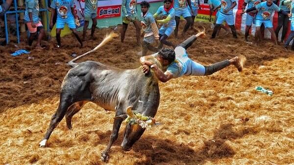 <div class="paragraphs"><p>A man tries to take control of a bull as he participates in the 'Jallikattu'.</p></div>