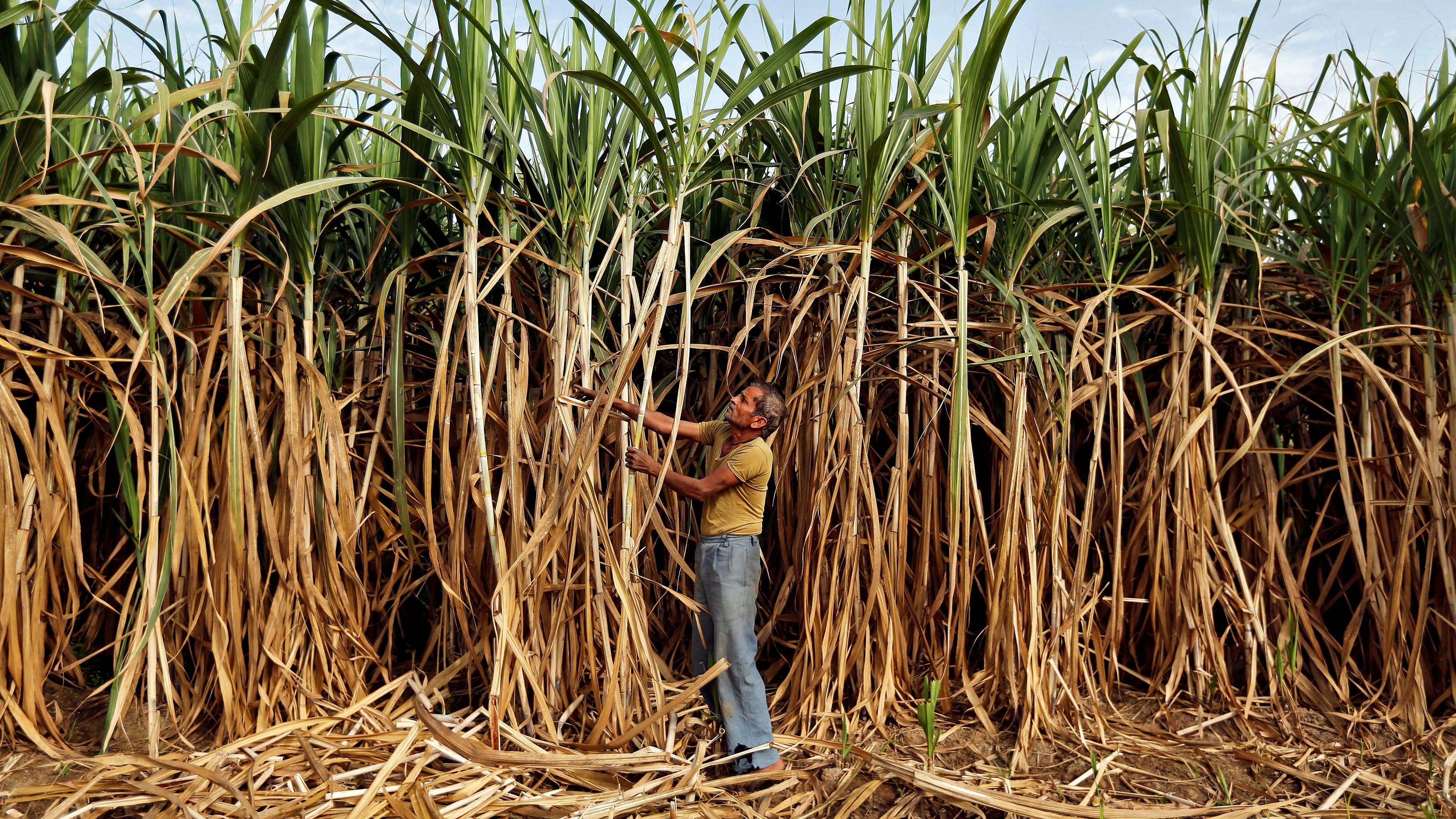 <div class="paragraphs"><p>A farmer works in his sugarcane field on the outskirts of Ahmedabad, India February 28, 2015.</p></div>