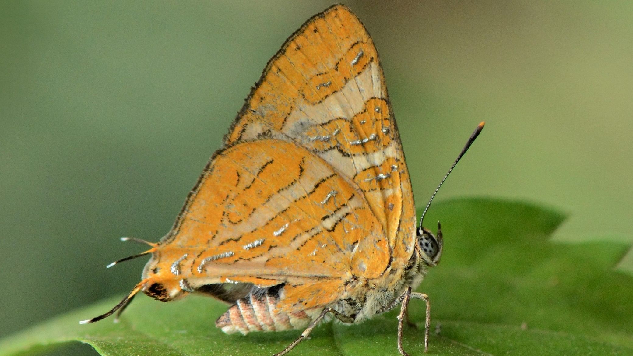 <div class="paragraphs"><p>Cigaritis conjuncta, found in&nbsp;Honey Valley, Kodagu.</p></div>